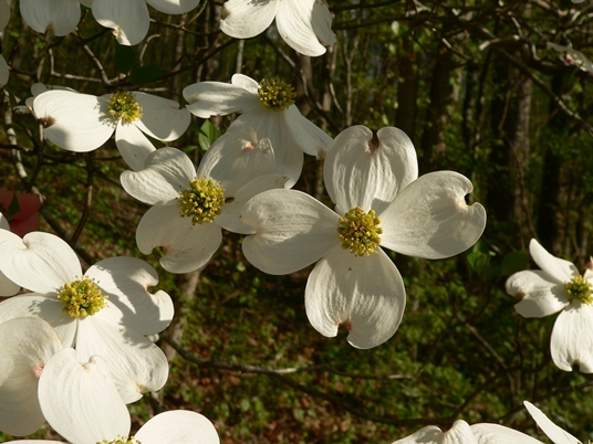 {Cornus florida}